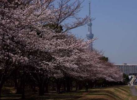 桜5.jpg