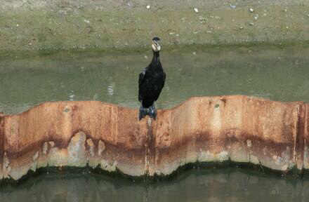 鳥1.jpg